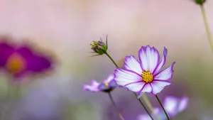 格桑花图片_10