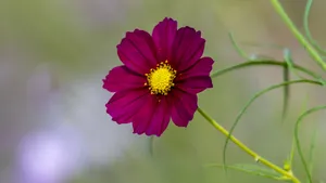 格桑花图片_11