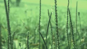 清新野草大图图片_7