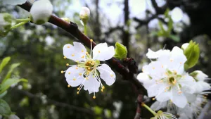 白色的桃花图片
