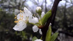 白色的桃花图片_3