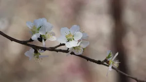 白色的桃花图片_4