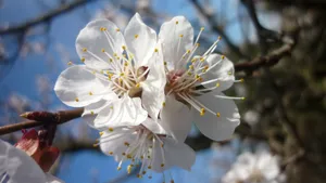 白色的桃花图片_5