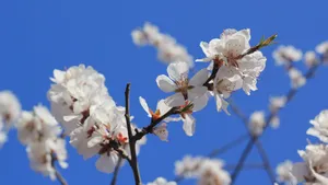 白色的桃花图片_6