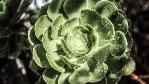 多肉植物图片