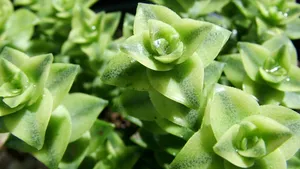 多肉植物图片_2