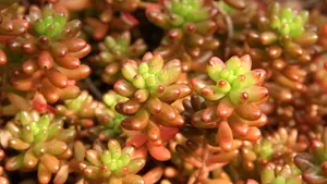 多肉植物图片_3