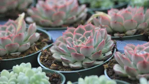 多肉植物图片_5