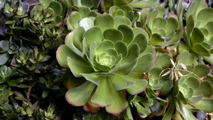 多肉植物图片_6