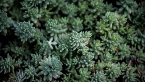 多肉植物图片_8