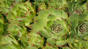 多肉植物图片_9