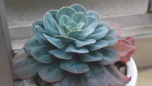 多肉植物图片_11