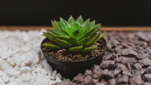 多肉植物图片_12