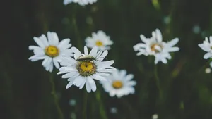 高清非洲菊图片_4