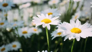 高清非洲菊图片_5