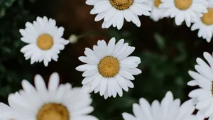 高清非洲菊图片_6