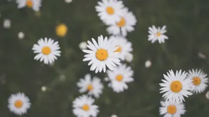 高清非洲菊图片_10