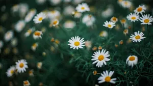 高清非洲菊图片_11