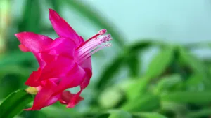 高清蟹爪兰图片_3