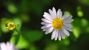 高清小雏菊图片_2