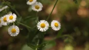 高清小雏菊图片_6