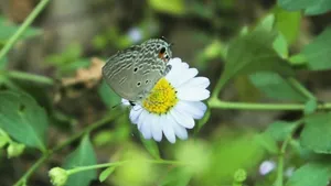 高清小雏菊图片_7
