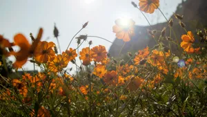 高清格桑花图片_4