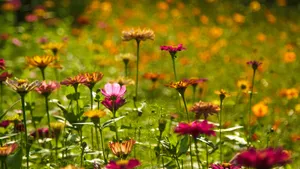 高清格桑花图片_5