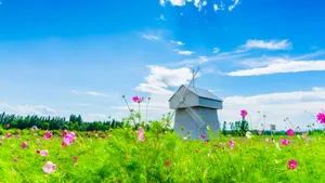 高清格桑花图片_6