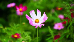 高清格桑花图片_8