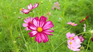 高清格桑花图片_9