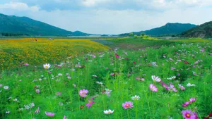 高清格桑花图片_10