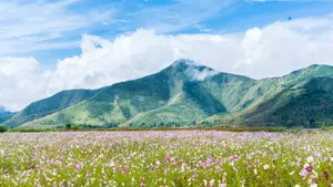 高清格桑花图片_11