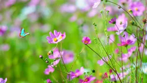 高清格桑花图片_12