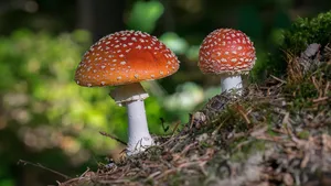 毒蝇伞毒蘑菇图片_2