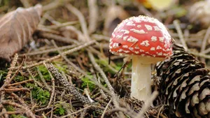 毒蝇伞毒蘑菇图片_5
