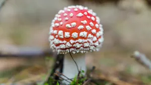 毒蝇伞毒蘑菇图片_6