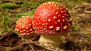 毒蝇伞毒蘑菇图片_7