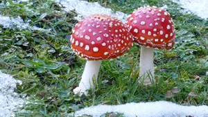 毒蝇伞毒蘑菇图片_9