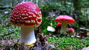 毒蝇伞毒蘑菇图片_11