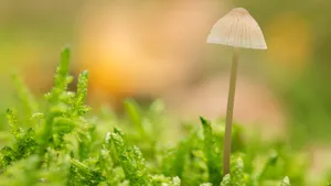 高清野生蘑菇图片