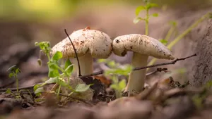 高清野生蘑菇图片_2