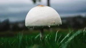 高清野生蘑菇图片_3