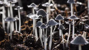 高清野生蘑菇图片_4