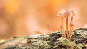 高清野生蘑菇图片_5