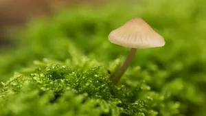 高清野生蘑菇图片_6