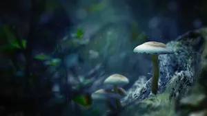 高清野生蘑菇图片_7