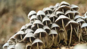 高清野生蘑菇图片_8