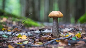 高清野生蘑菇图片_9