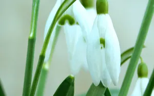 雪花莲、雪滴花、雪铃花_4